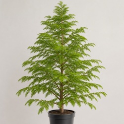 Dawn Redwood Identification Guide