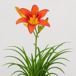 Daylily Identification Guide