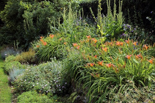 Daylily