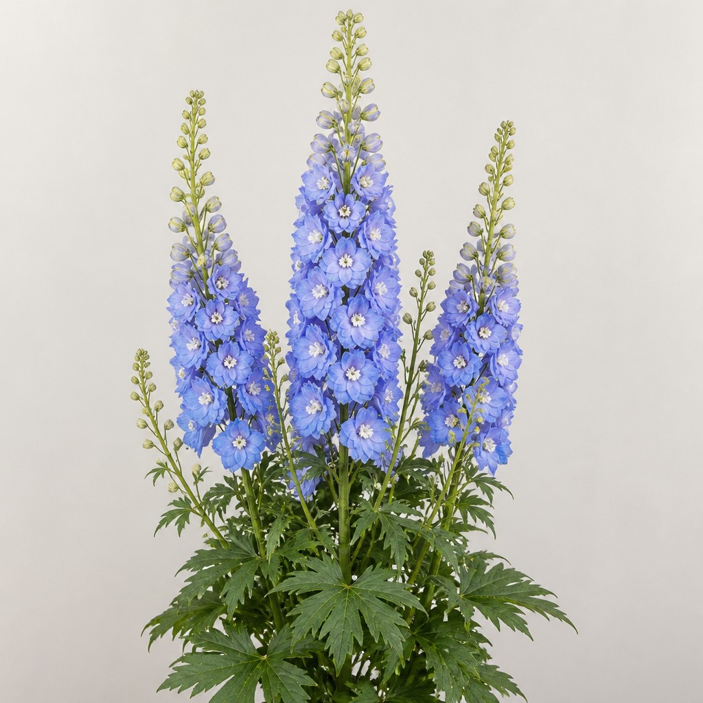 Delphinium