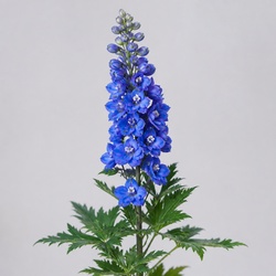 Delphinium Identification Guide