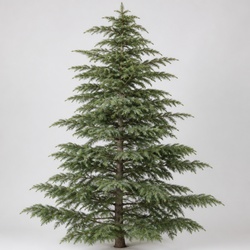 Deodar Cedar Identification Guide