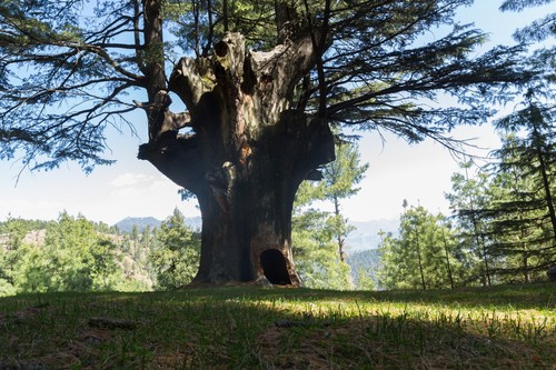 Deodar Cedar