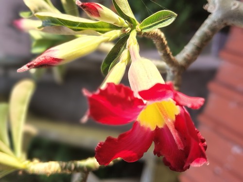 Desert Rose