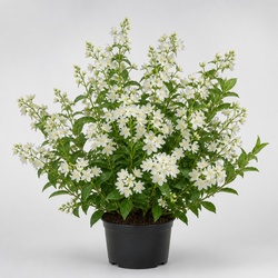 Deutzia Identification Guide