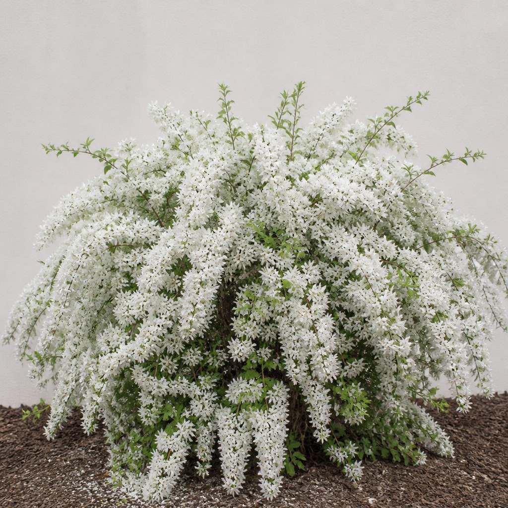 Deutzia