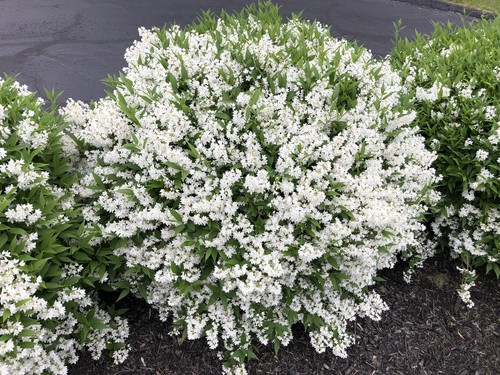 Deutzia