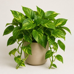 Devil's Ivy Identification Guide