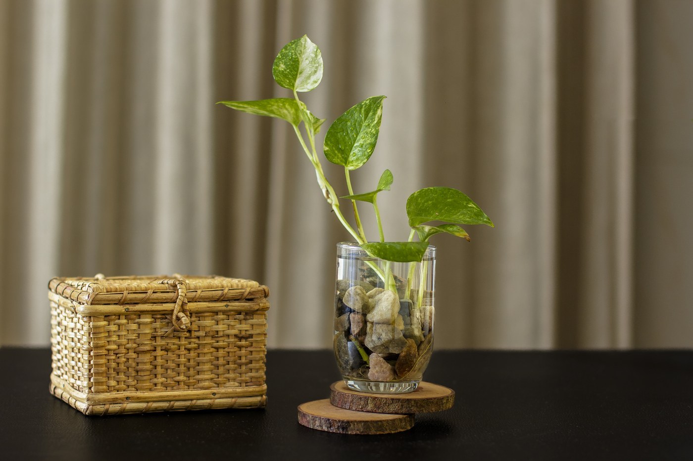 How to Care for Devil's Ivy