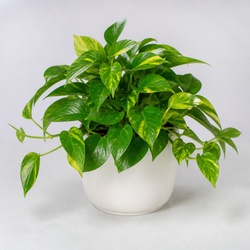 Devils Ivy Identification Guide