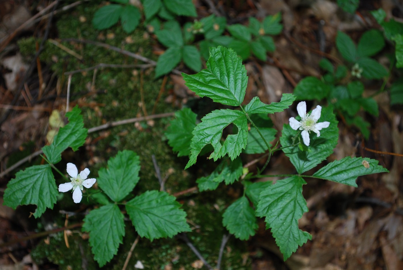 How to Care for Dewberry