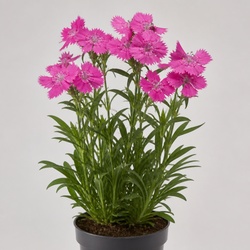 Dianthus Identification Guide