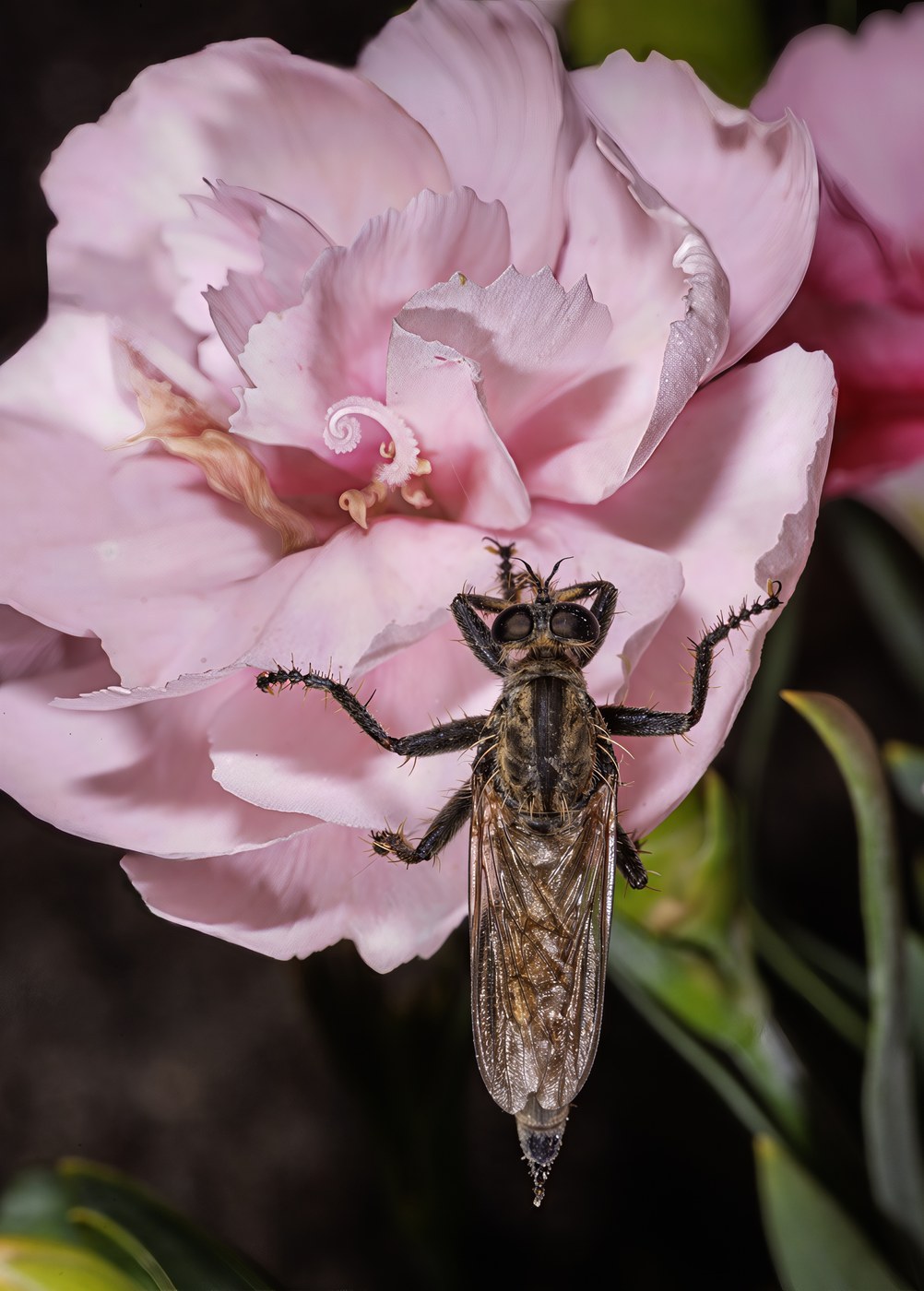 How to Care for Dianthus