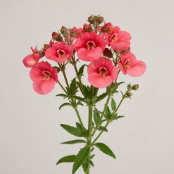 Diascia Identification Guide
