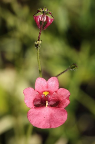 Diascia