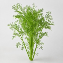 Dill Identification Guide