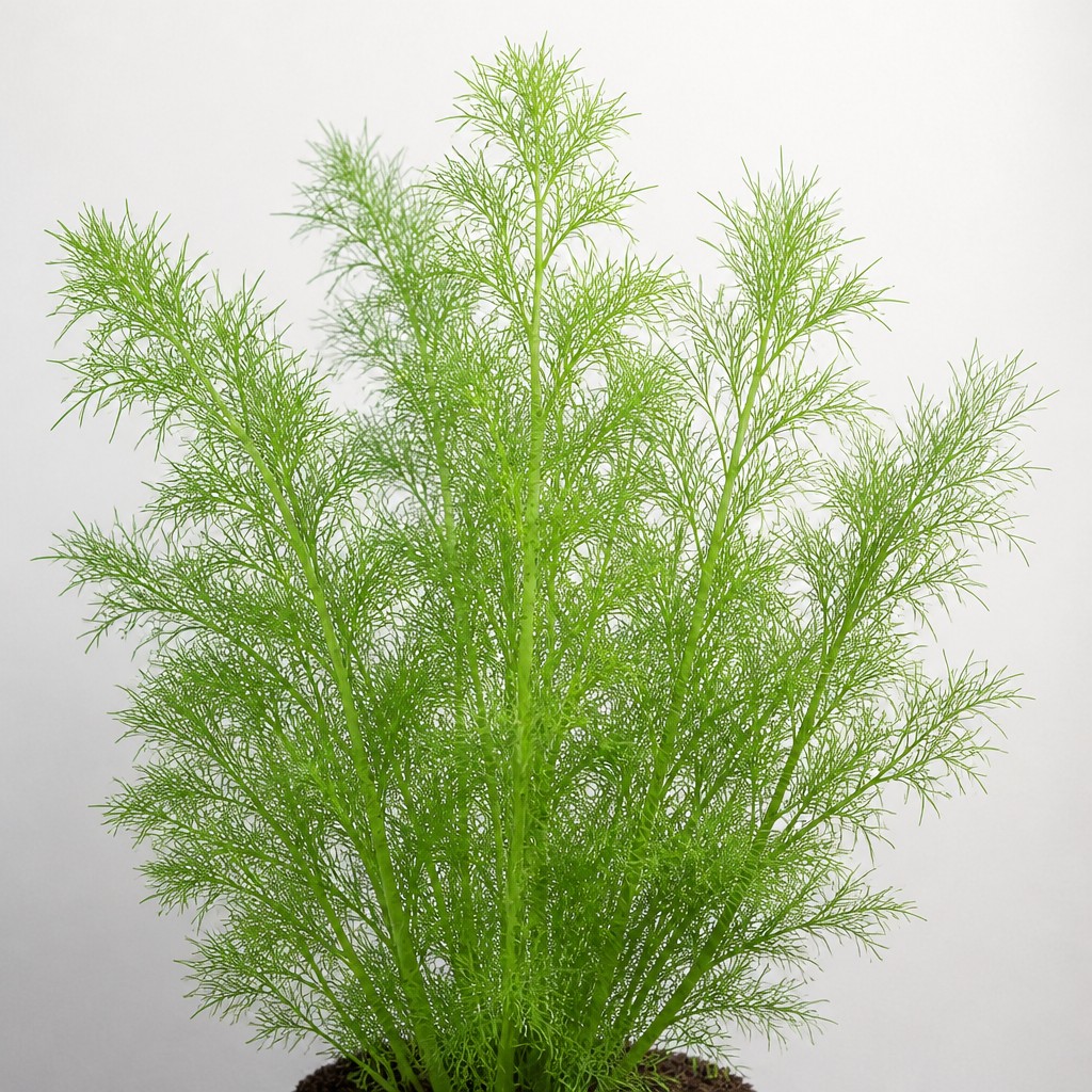 Dog Fennel