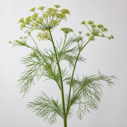 Dog Fennel Identification Guide
