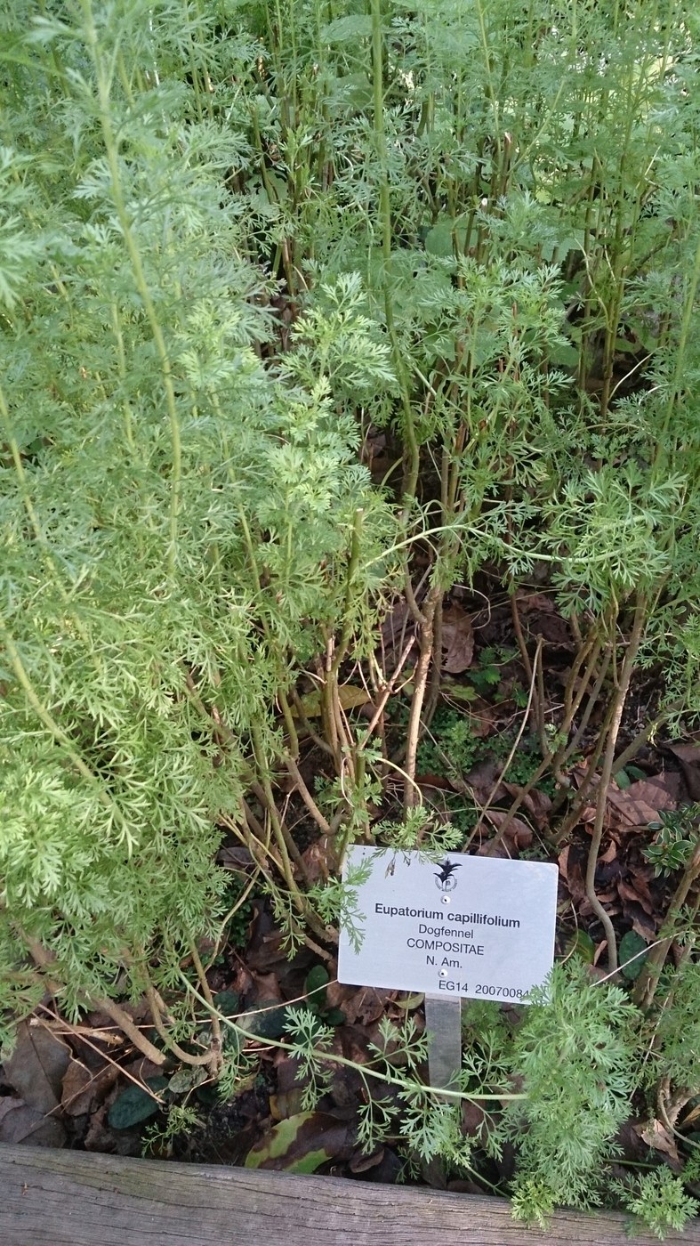 How to Care for Dog Fennel
