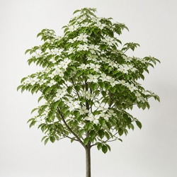 Dogwood Identification Guide