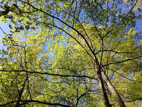 Dogwood