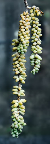 Donkey Tail