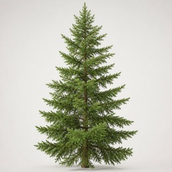 Douglas Fir Identification Guide