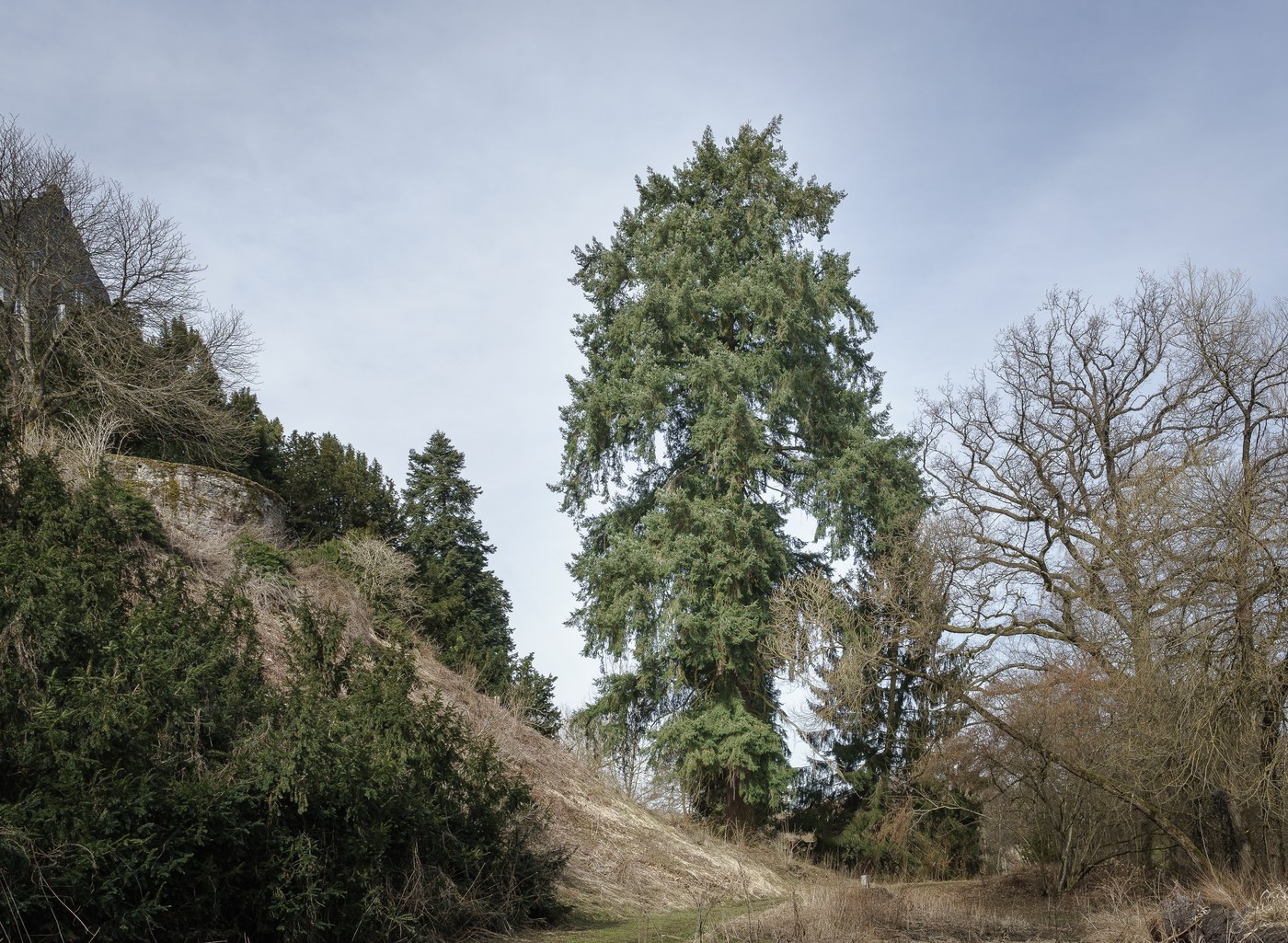 How to Care for Douglas Fir