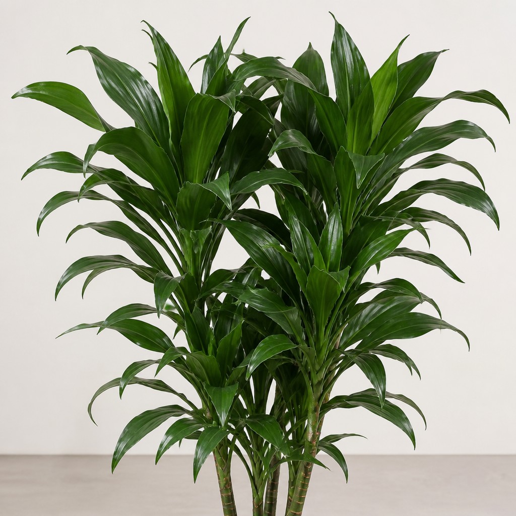 Dracaena