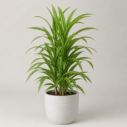 Dracaena Identification Guide