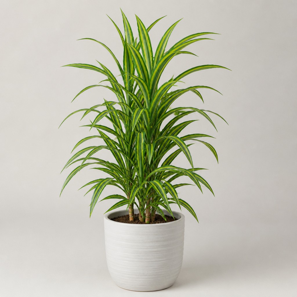 Dracaena