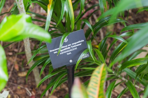 Dracaena
