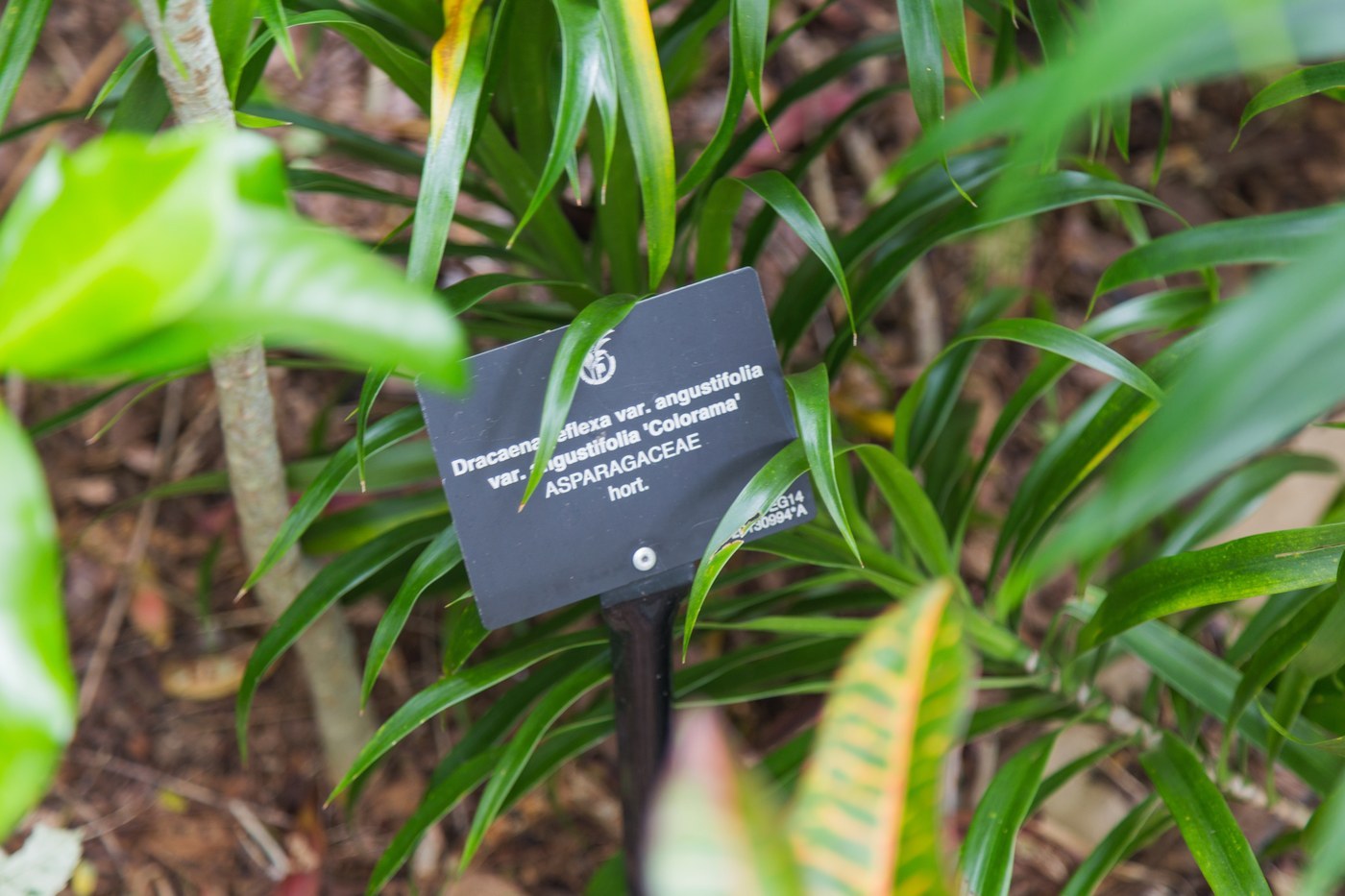 How to Care for Dracaena