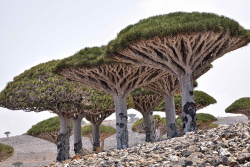 Dragon Blood Tree