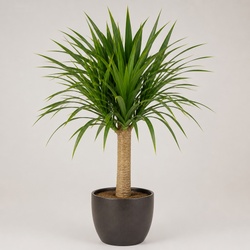 Dragon Tree Identification Guide