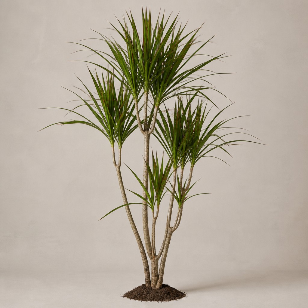 Dragon Tree