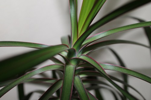 Dragon Tree