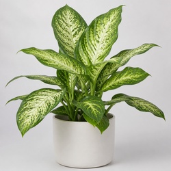 Dumb Cane Identification Guide