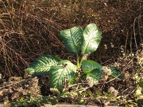 Dumb Cane