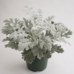 Dusty Miller Identification Guide