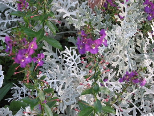 Dusty Miller