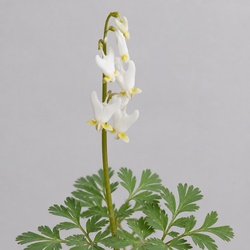 Dutchman's Breeches Identification Guide
