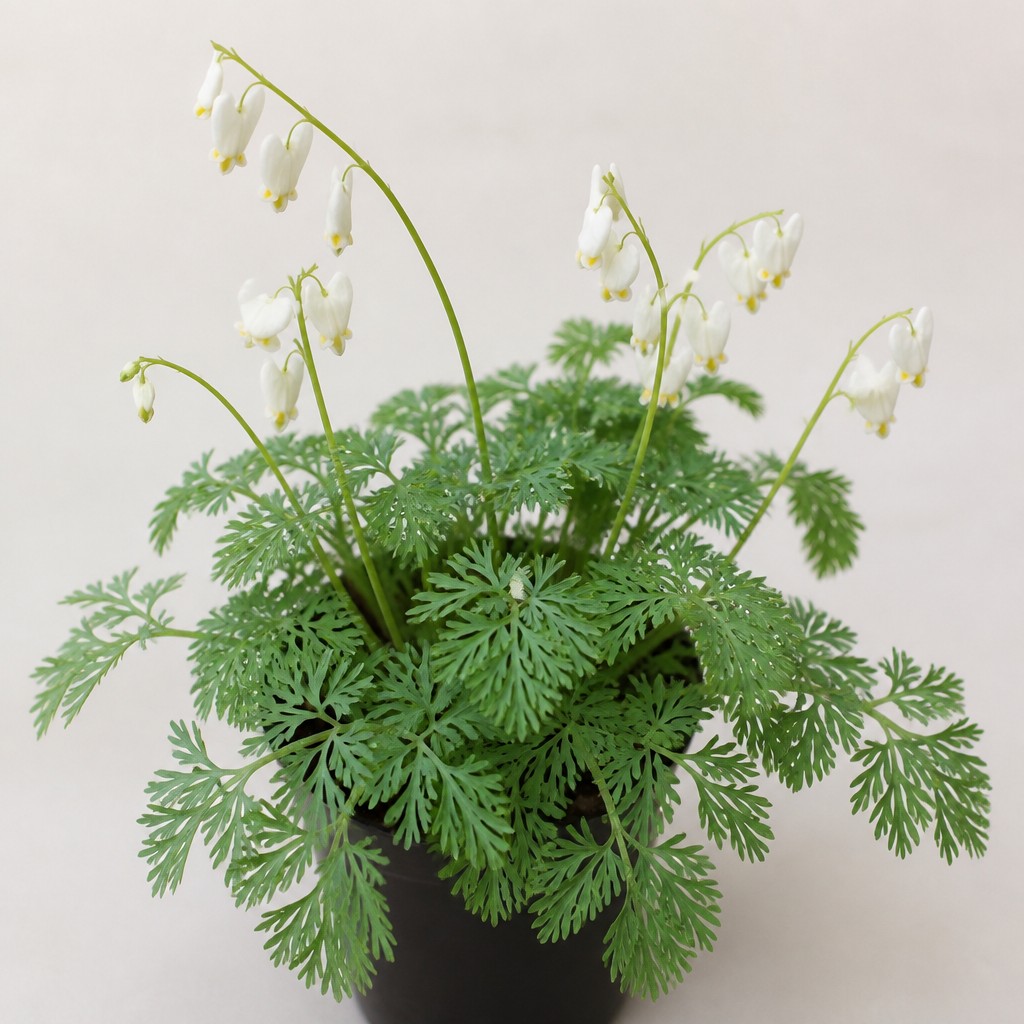 Dutchman's Breeches