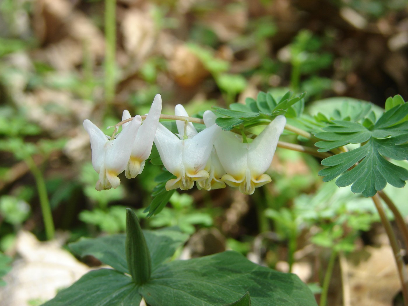 How to Care for Dutchman's Breeches