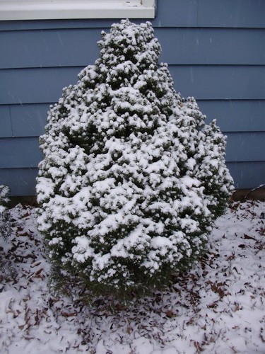 Dwarf Alberta Spruce