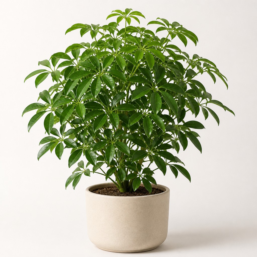 Dwarf Umbrella Tree