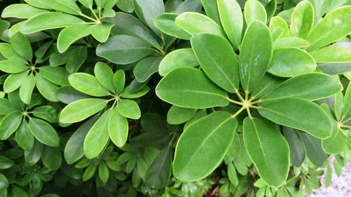 Dwarf Umbrella Tree