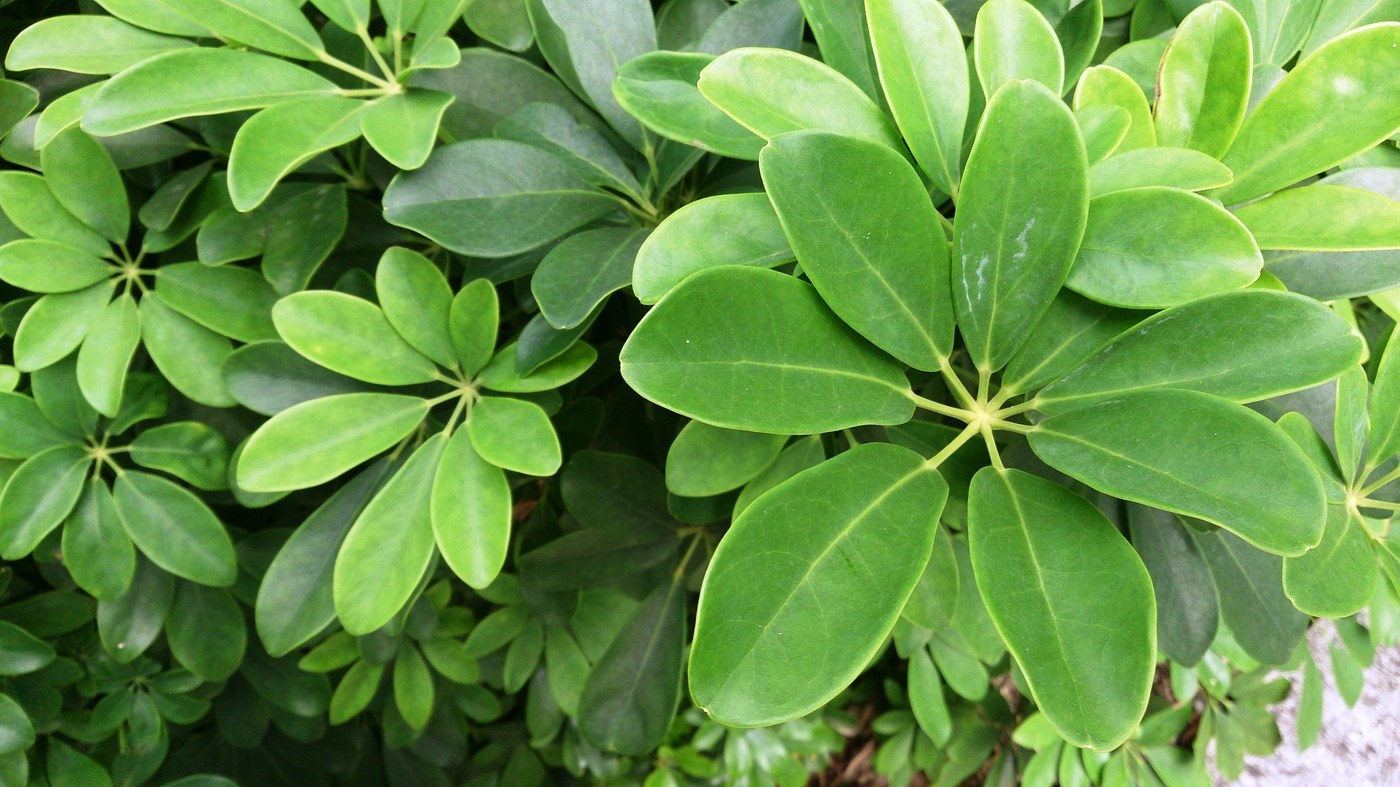 How to Care for Dwarf Umbrella Tree