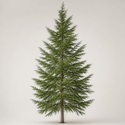 Eastern Hemlock Identification Guide