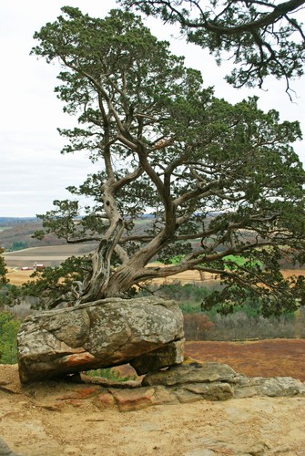 Eastern Red Cedar